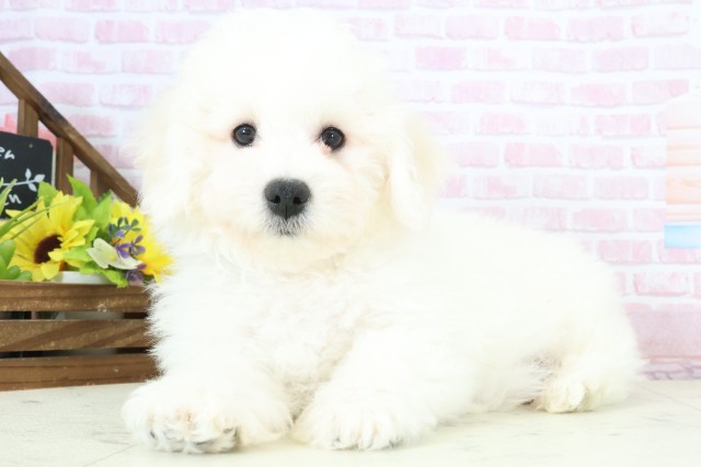 長野県のビションフリーゼ (Coo&RIKU長野店/2025年11月20日生まれ/男の子/ホワイト)の子犬の3枚目の画像