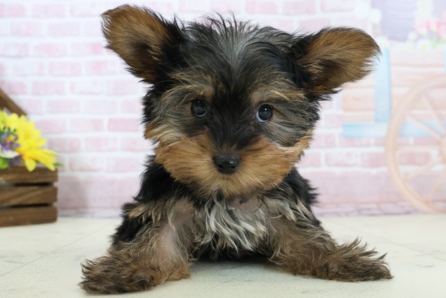 福井県のヨークシャーテリア (Coo&RIKU福井店/2025年11月27日生まれ/女の子/スチールブルータン)の子犬の1枚目の画像
