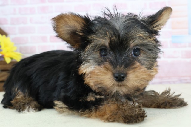 福井県のヨークシャーテリア (Coo&RIKU福井店/2025年11月27日生まれ/女の子/スチールブルータン)の子犬の2枚目の画像