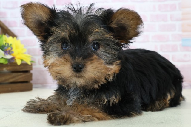 福井県のヨークシャーテリア (Coo&RIKU福井店/2025年11月27日生まれ/女の子/スチールブルータン)の子犬の3枚目の画像