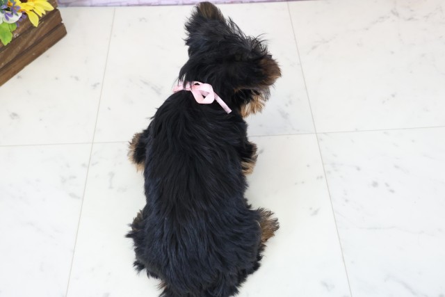 福井県のヨークシャーテリア (Coo&RIKU福井店/2025年11月27日生まれ/女の子/スチールブルータン)の子犬の4枚目の画像