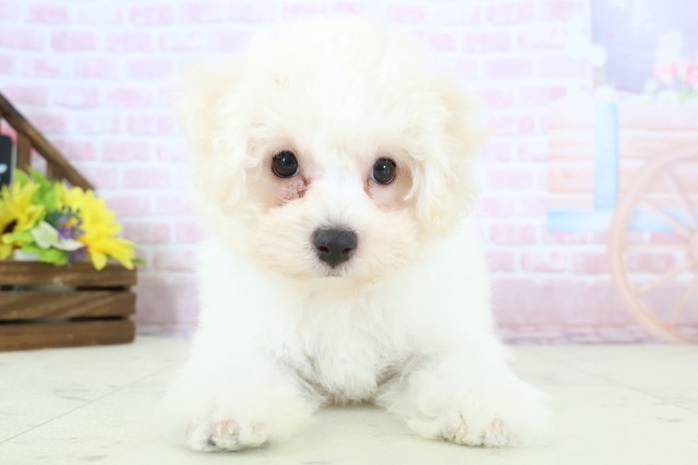 長野県のビションフリーゼ (Coo&RIKU綿半権堂店/2025年11月28日生まれ/女の子/ホワイト)の子犬の1枚目の画像