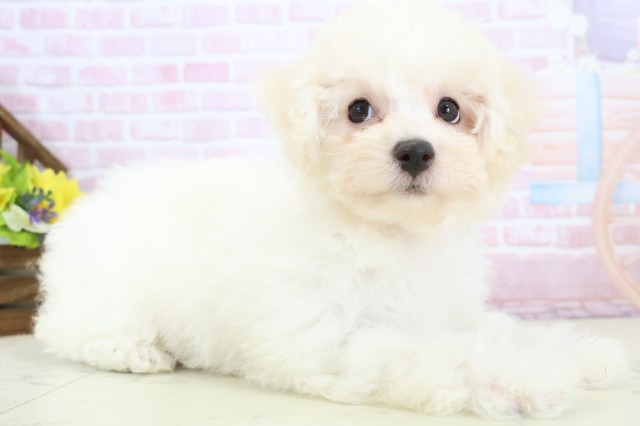 長野県のビションフリーゼ (Coo&RIKU綿半権堂店/2025年11月28日生まれ/女の子/ホワイト)の子犬の2枚目の画像