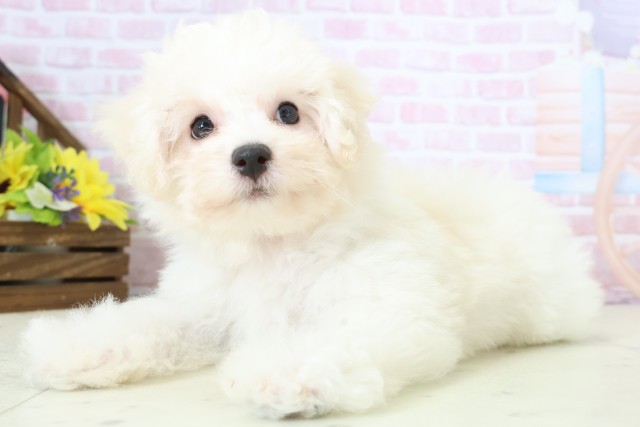 長野県のビションフリーゼ (Coo&RIKU綿半権堂店/2025年11月28日生まれ/女の子/ホワイト)の子犬の3枚目の画像