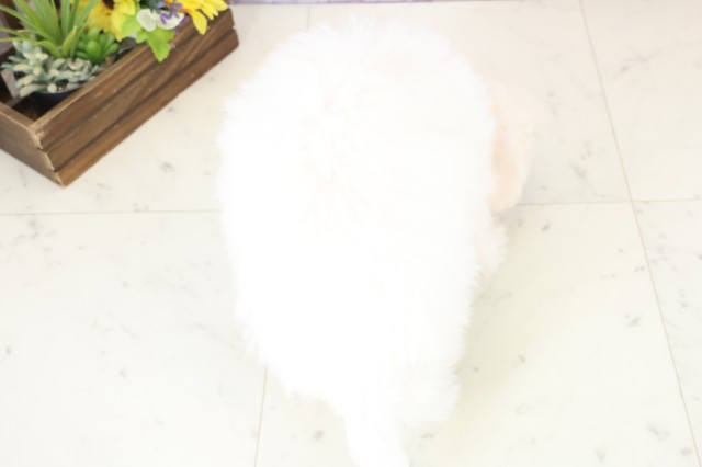 長野県のビションフリーゼ (Coo&RIKU綿半権堂店/2025年11月28日生まれ/女の子/ホワイト)の子犬の4枚目の画像