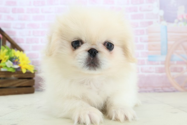 新潟県のペキニーズ (Coo&RIKU長岡店/2025年12月8日生まれ/男の子/クリーム)の子犬