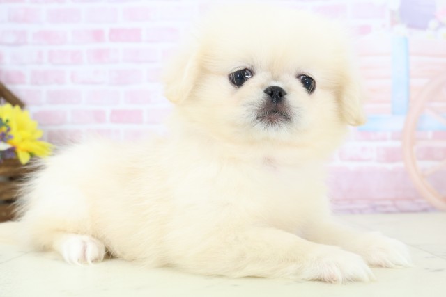 新潟県のペキニーズ (Coo&RIKUイオンモール新発田店/2025年12月8日生まれ/女の子/クリーム)の子犬の2枚目の画像