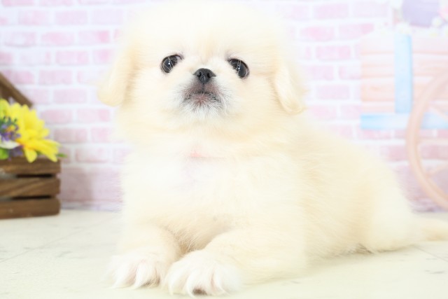新潟県のペキニーズ (Coo&RIKUイオンモール新発田店/2025年12月8日生まれ/女の子/クリーム)の子犬の3枚目の画像
