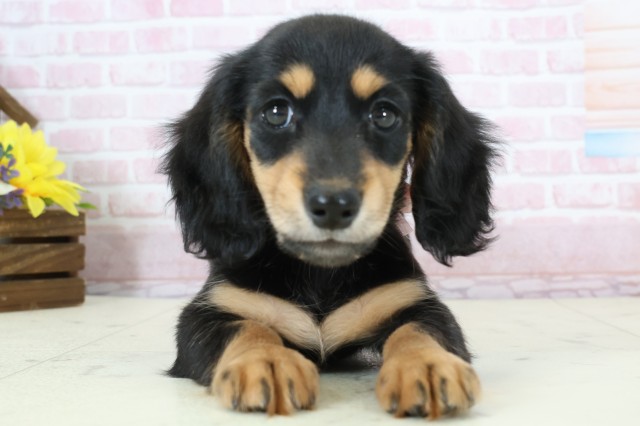 福井県のミニチュアダックスフンド(ロング) (Coo&RIKU福井店/2025年12月8日生まれ/女の子/ブラックタン)の子犬の1枚目の画像