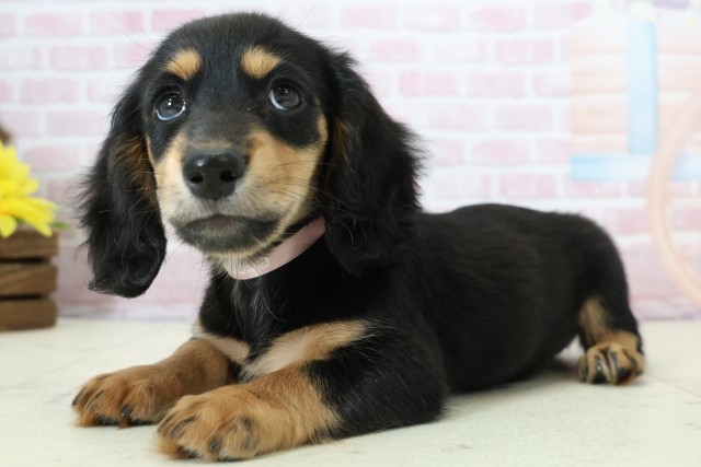 福井県のミニチュアダックスフンド(ロング) (Coo&RIKU福井店/2025年12月8日生まれ/女の子/ブラックタン)の子犬の3枚目の画像