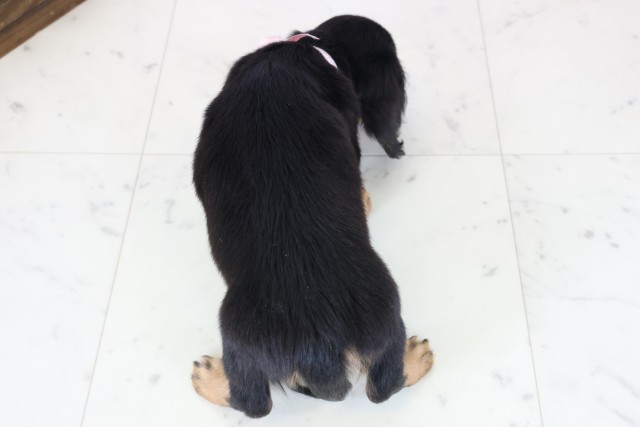 福井県のミニチュアダックスフンド(ロング) (Coo&RIKU福井店/2025年12月8日生まれ/女の子/ブラックタン)の子犬の4枚目の画像
