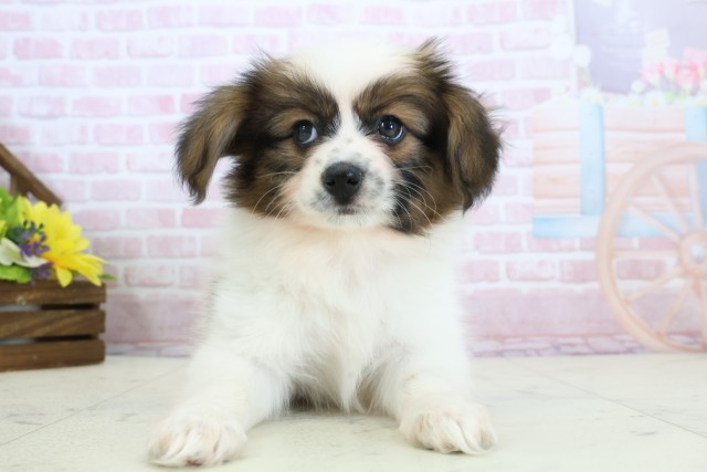 福岡県のパピヨン (Coo&RIKU黒崎店/2025年12月10日生まれ/女の子/ホワイトブラウン)の子犬の1枚目の画像