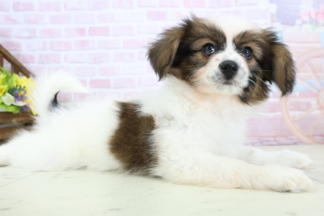 福岡県のパピヨン (Coo&RIKU黒崎店/2025年12月10日生まれ/女の子/ホワイトブラウン)の子犬の2枚目の画像