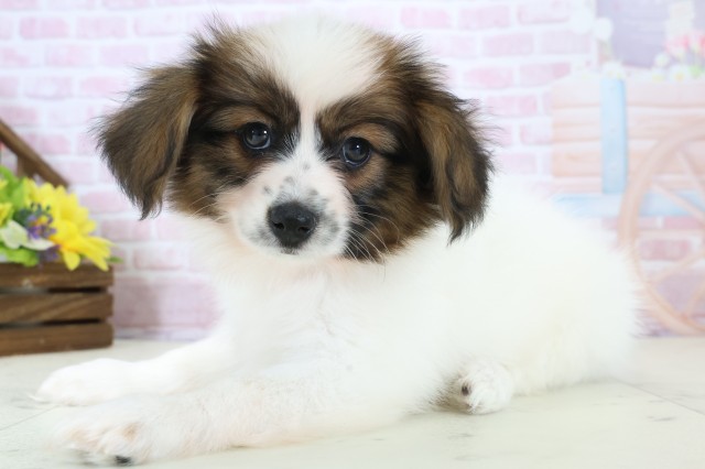 福岡県のパピヨン (Coo&RIKU黒崎店/2025年12月10日生まれ/女の子/ホワイトブラウン)の子犬の3枚目の画像