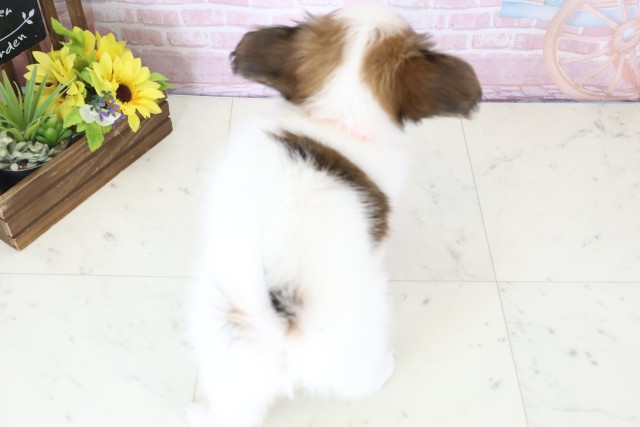 福岡県のパピヨン (Coo&RIKU黒崎店/2025年12月10日生まれ/女の子/ホワイトブラウン)の子犬の4枚目の画像