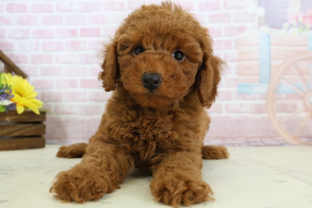 熊本県のトイプードル(トイ) (Coo&RIKUイオンモール宇城店/2025年12月11日生まれ/男の子/アプリコット)の子犬の1枚目の画像