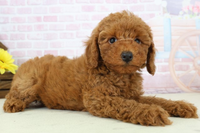 熊本県のトイプードル(トイ) (Coo&RIKUイオンモール宇城店/2025年12月11日生まれ/男の子/アプリコット)の子犬の2枚目の画像