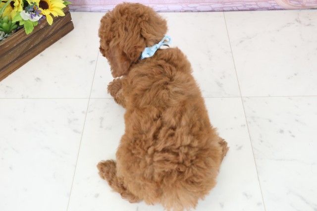 熊本県のトイプードル(トイ) (Coo&RIKUイオンモール宇城店/2025年12月11日生まれ/男の子/アプリコット)の子犬の4枚目の画像