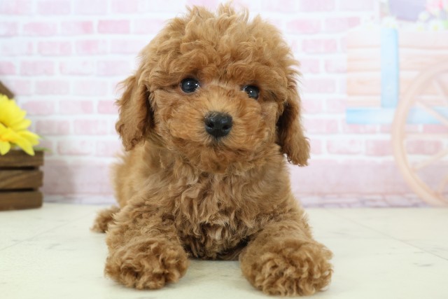 福岡県のトイプードル(トイ) (Coo&RIKU黒崎店/2025年12月11日生まれ/男の子/アプリコット)の子犬の1枚目の画像