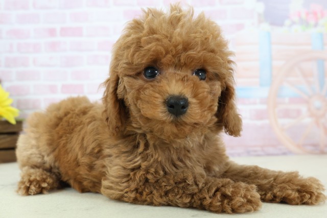 福岡県のトイプードル(トイ) (Coo&RIKU黒崎店/2025年12月11日生まれ/男の子/アプリコット)の子犬の2枚目の画像