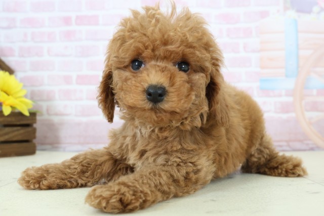 福岡県のトイプードル(トイ) (Coo&RIKU黒崎店/2025年12月11日生まれ/男の子/アプリコット)の子犬の3枚目の画像