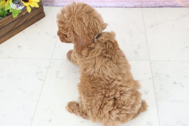 福岡県のトイプードル(トイ) (Coo&RIKU黒崎店/2025年12月11日生まれ/男の子/アプリコット)の子犬の4枚目の画像