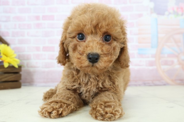 長崎県のトイプードル(トイ) (Coo&RIKU長崎佐世保店/2025年12月11日生まれ/男の子/アプリコット)の子犬の1枚目の画像
