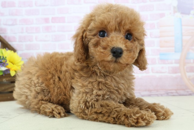 長崎県のトイプードル(トイ) (Coo&RIKU長崎佐世保店/2025年12月11日生まれ/男の子/アプリコット)の子犬の2枚目の画像