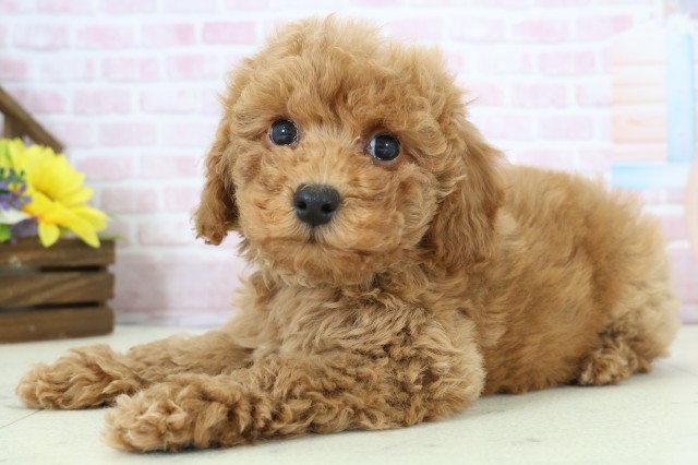 長崎県のトイプードル(トイ) (Coo&RIKU長崎佐世保店/2025年12月11日生まれ/男の子/アプリコット)の子犬の3枚目の画像