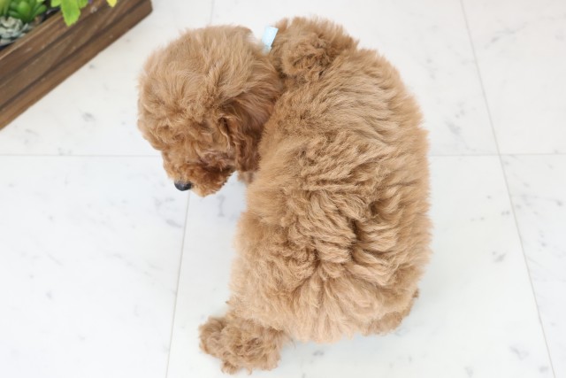 長崎県のトイプードル(トイ) (Coo&RIKU長崎佐世保店/2025年12月11日生まれ/男の子/アプリコット)の子犬の4枚目の画像