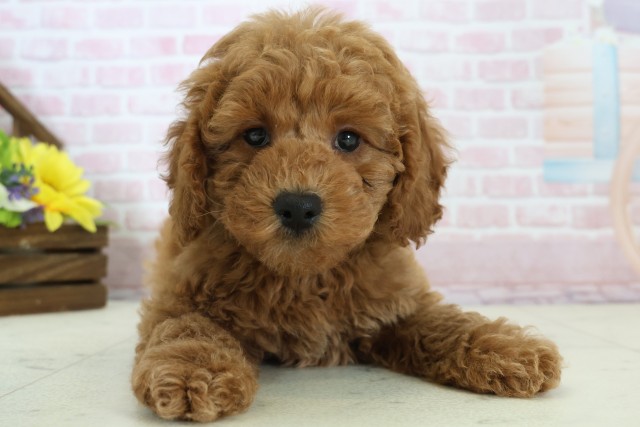 佐賀県のトイプードル(トイ) (Coo&RIKU佐賀神埼店/2025年12月11日生まれ/男の子/アプリコット)の子犬の1枚目の画像