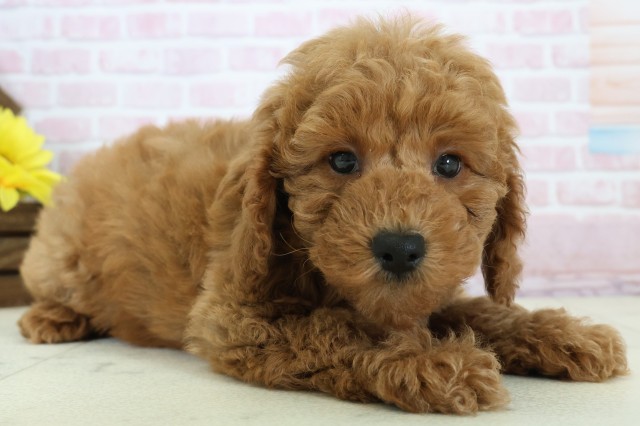 佐賀県のトイプードル(トイ) (Coo&RIKU佐賀神埼店/2025年12月11日生まれ/男の子/アプリコット)の子犬の2枚目の画像