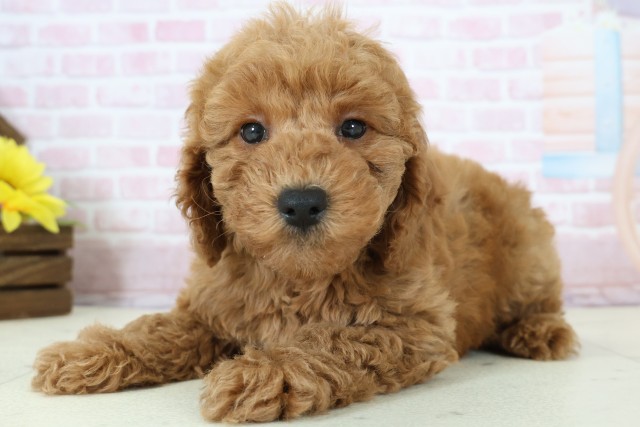 佐賀県のトイプードル(トイ) (Coo&RIKU佐賀神埼店/2025年12月11日生まれ/男の子/アプリコット)の子犬の3枚目の画像