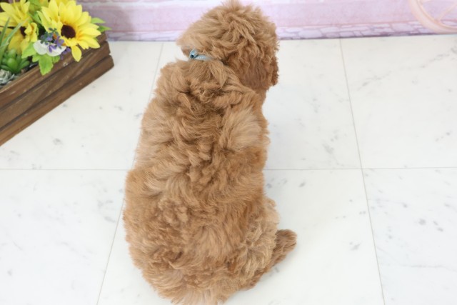 佐賀県のトイプードル(トイ) (Coo&RIKU佐賀神埼店/2025年12月11日生まれ/男の子/アプリコット)の子犬の4枚目の画像