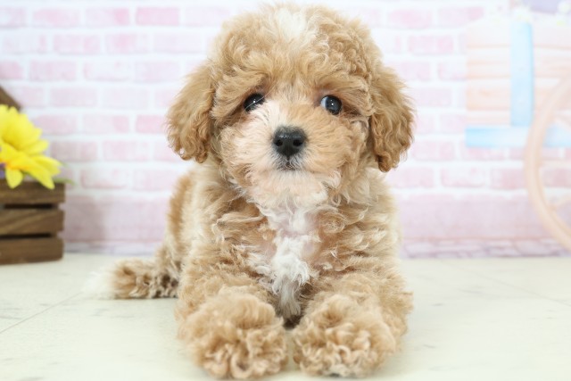 長野県のトイプードル(トイ) (Coo&RIKU松本店/2025年12月12日生まれ/男の子/アプリコットホワイト)の子犬の1枚目の画像
