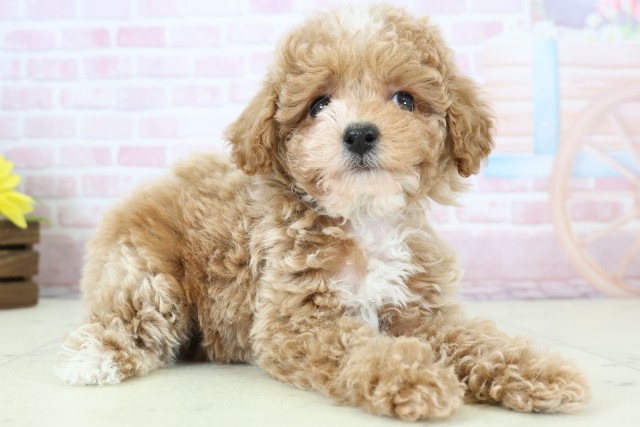 長野県のトイプードル(トイ) (Coo&RIKU松本店/2025年12月12日生まれ/男の子/アプリコットホワイト)の子犬の2枚目の画像