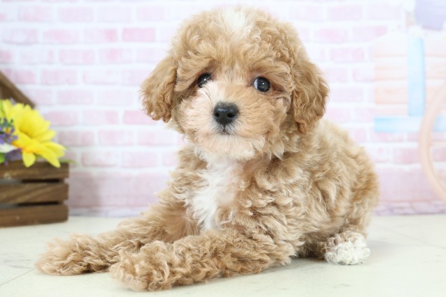 長野県のトイプードル(トイ) (Coo&RIKU松本店/2025年12月12日生まれ/男の子/アプリコットホワイト)の子犬の3枚目の画像