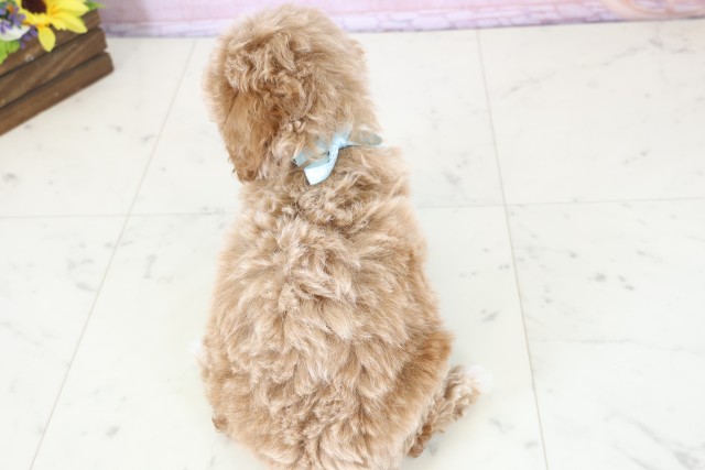 長野県のトイプードル(トイ) (Coo&RIKU松本店/2025年12月12日生まれ/男の子/アプリコットホワイト)の子犬の4枚目の画像
