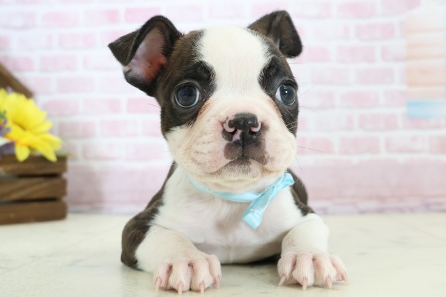 長野県のボストンテリア (Coo&RIKU松本店/2025年12月14日生まれ/男の子/ボストンカラー)の子犬