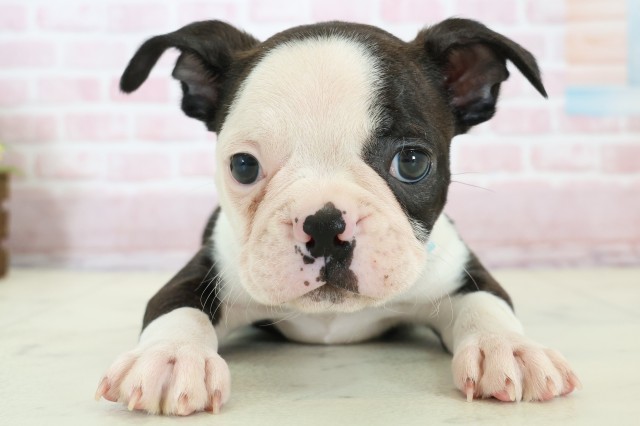 石川県のボストンテリア (Coo&RIKUイオン野々市南店/2025年12月14日生まれ/男の子/ボストンカラー)の子犬の1枚目の画像