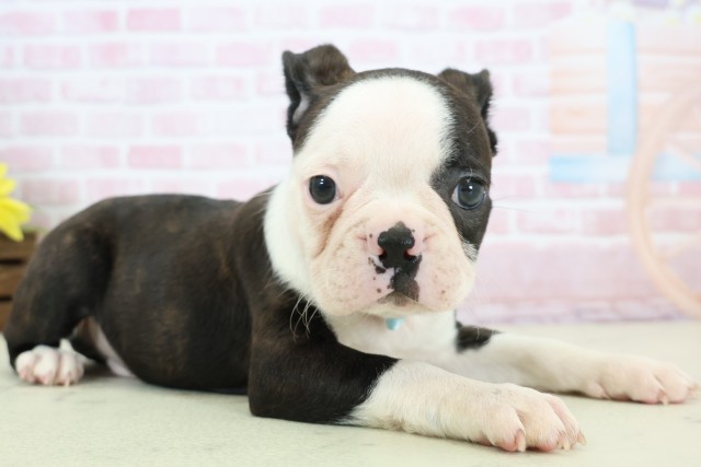 石川県のボストンテリア (Coo&RIKUイオン野々市南店/2025年12月14日生まれ/男の子/ボストンカラー)の子犬の2枚目の画像