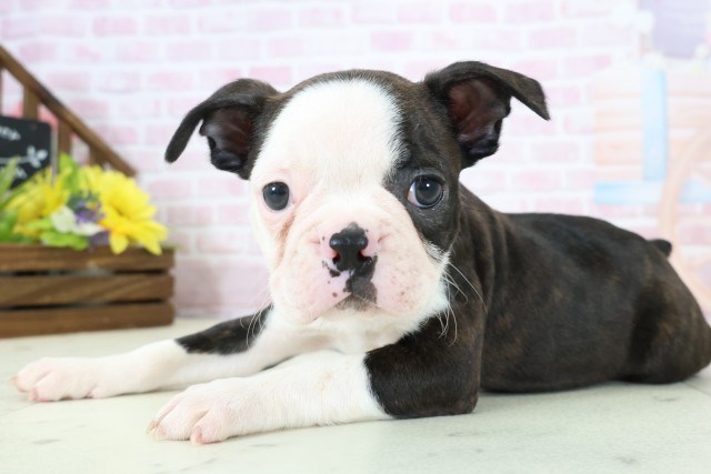 石川県のボストンテリア (Coo&RIKUイオン野々市南店/2025年12月14日生まれ/男の子/ボストンカラー)の子犬の3枚目の画像