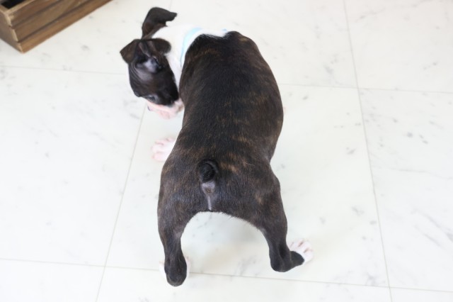 石川県のボストンテリア (Coo&RIKUイオン野々市南店/2025年12月14日生まれ/男の子/ボストンカラー)の子犬の4枚目の画像