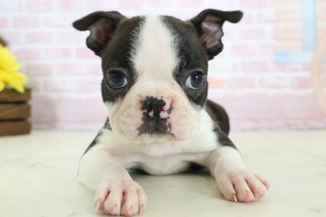 長野県のボストンテリア (Coo&RIKU長野店/2025年12月14日生まれ/女の子/ボストンカラー)の子犬