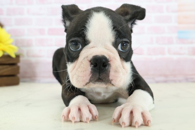 新潟県のボストンテリア (Coo&RIKU新潟東店/2025年12月14日生まれ/女の子/ボストンカラー)の子犬の1枚目の画像