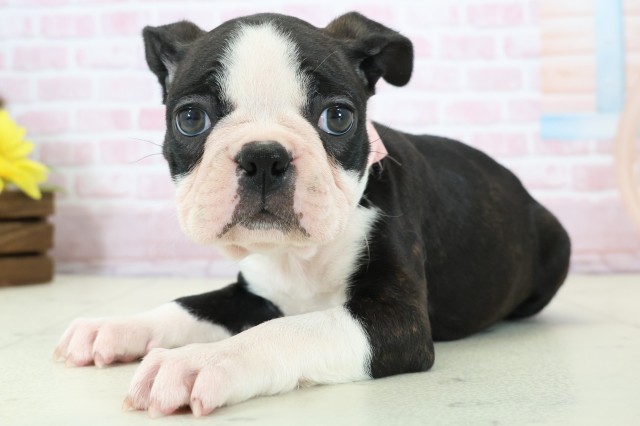 新潟県のボストンテリア (Coo&RIKU新潟東店/2025年12月14日生まれ/女の子/ボストンカラー)の子犬の3枚目の画像