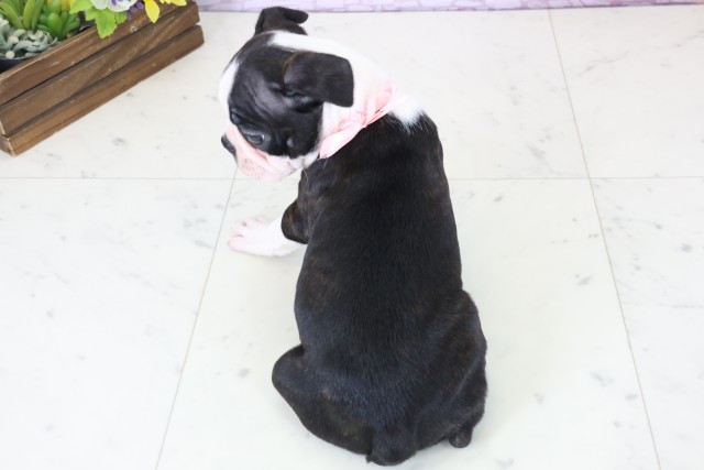 新潟県のボストンテリア (Coo&RIKU新潟東店/2025年12月14日生まれ/女の子/ボストンカラー)の子犬の4枚目の画像