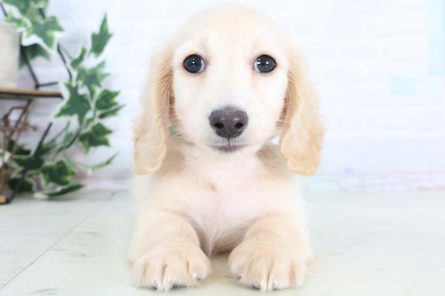 新潟県のカニンヘンダックスフンド(ロング) (Coo&RIKU新潟東店/2025年12月10日生まれ/男の子/クリーム)の子犬の1枚目の画像