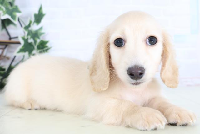 新潟県のカニンヘンダックスフンド(ロング) (Coo&RIKU新潟東店/2025年12月10日生まれ/男の子/クリーム)の子犬の2枚目の画像