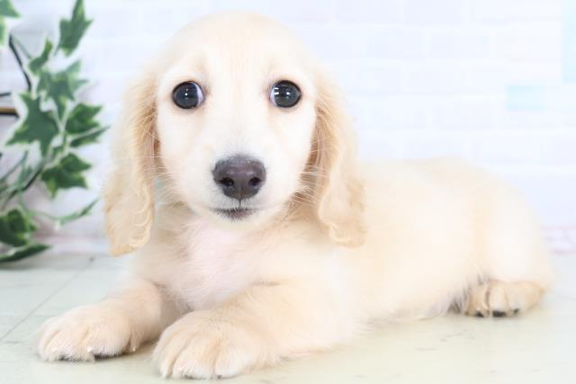 新潟県のカニンヘンダックスフンド(ロング) (Coo&RIKU新潟東店/2025年12月10日生まれ/男の子/クリーム)の子犬の3枚目の画像